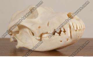 photo reference of skull 0008